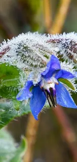 Frosted flower with vibrant blue petals.