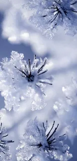 Close-up of frosted flowers in icy blue.