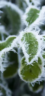 Frost-covered green leaves close-up wallpaper.