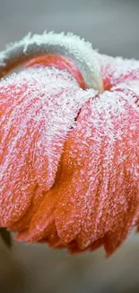 Frosted orange flower with icy details.