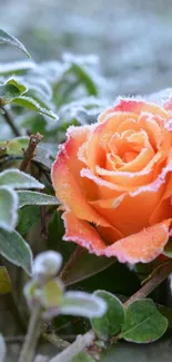 Frosted orange rose among green leaves, showcasing winter beauty.