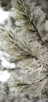 Frosted pine branch in a serene winter setting.