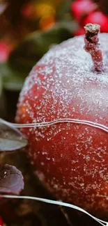 Frosted red apple with leaves in a nature setting.