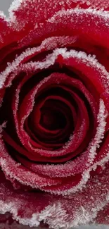 Close-up of a frosted red rose on a mobile wallpaper.