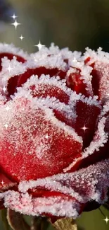 Frosted red rose in close-up view.