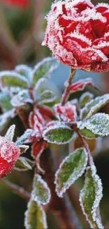 Frost-covered red rose creating a stunning winter mobile wallpaper scene.