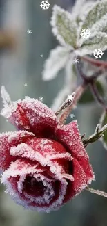 Frost-covered red rose with green leaves in winter scene.