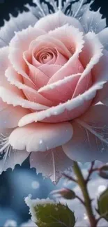 A delicate pink rose with frosted petals, set against a gentle background.