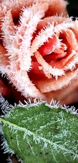 Frosted rose with green leaves mobile wallpaper.