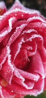 Frosted pink rose close-up with ice crystals.