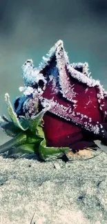 Frosted red rose resting elegantly on a gray stone surface.