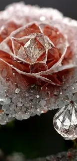 A frosted rose with sparkling dew drops, set against a dark background.