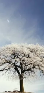 Snow-covered tree under a bright blue sky.