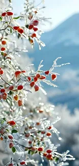Frost-covered berries with mountain scenery.