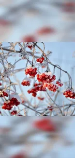 Frosty red berries on icy branches against a blue sky.