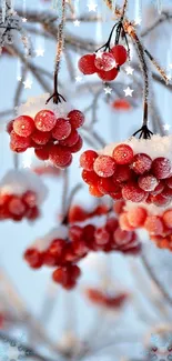 Red berries covered in snow against a sky blue background.