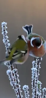 Two colorful birds perched on a frosty branch.