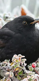 Blackbird perched on frosty branches with colorful leaves.