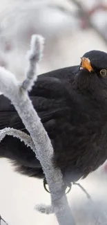 Blackbird perched on a frosty branch in winter.