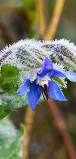 Frost-covered blue flower with green leaves in close-up view.