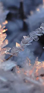 Intricate frost crystals with warm light on a blue background.