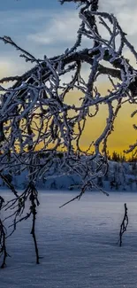 Frosty branches against a sunrise sky in winter landscape.