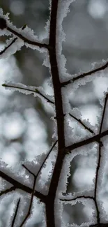 Frosty branches with snow in a winter scene.