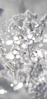 Frost-covered branches sparkling in winter light.