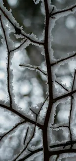 Frost-covered branches in a winter scene, ideal for mobile wallpaper.