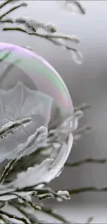 Frozen bubble resting on frosted branches with a gray background.