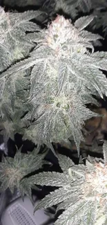 Close-up of a frosty cannabis plant with vibrant green leaves.