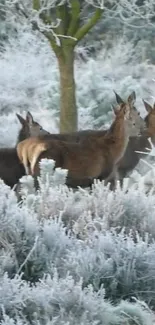 Three deer in a frosty winter landscape.