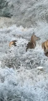 Deer in a frosty winter landscape scene.