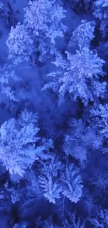 Aerial view of frosty snow-covered trees in a serene blue winter forest.