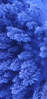 Aerial view of frosty trees creating a serene winter forest scene.