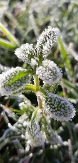 Macro view of frosty grass with ice crystals on leaves.