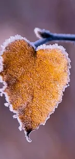 Frosty heart-shaped orange leaf on a blurred background.