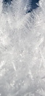 Close-up of intricate frosty ice crystals on a winter background.