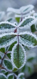 Frost-covered green leaf closeup on a mobile wallpaper.