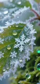 Closeup of a frosty leaf with snowflakes and raindrops.