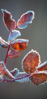 Frost-covered brown leaves close-up on a branch.