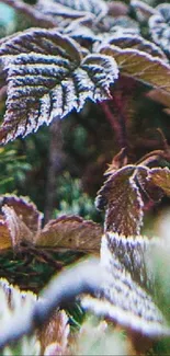 Frost-covered leaves close-up on a winter morning.