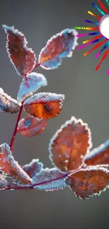 Frosty leaves with colorful heart design in autumn.