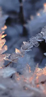 Frosty patterns with golden sunlight on a blue-toned background.