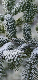 Close-up of frosted pine needles creating a winter scene.