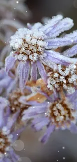 Frost-covered purple flowers with delicate detail.