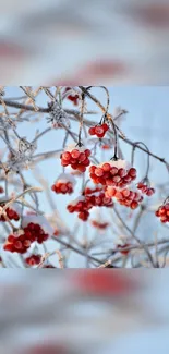 Frosty branches with red berries against a light blue sky.