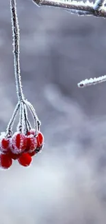 Frosty branch with red berries against a grey background.