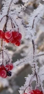 Red berries with frost on branches, a serene winter scene.