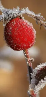 Close-up of a frosty red berry in winter.